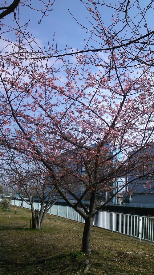河津桜は3分咲き...ジャンバーからパーカに_b0137932_11154128.jpg