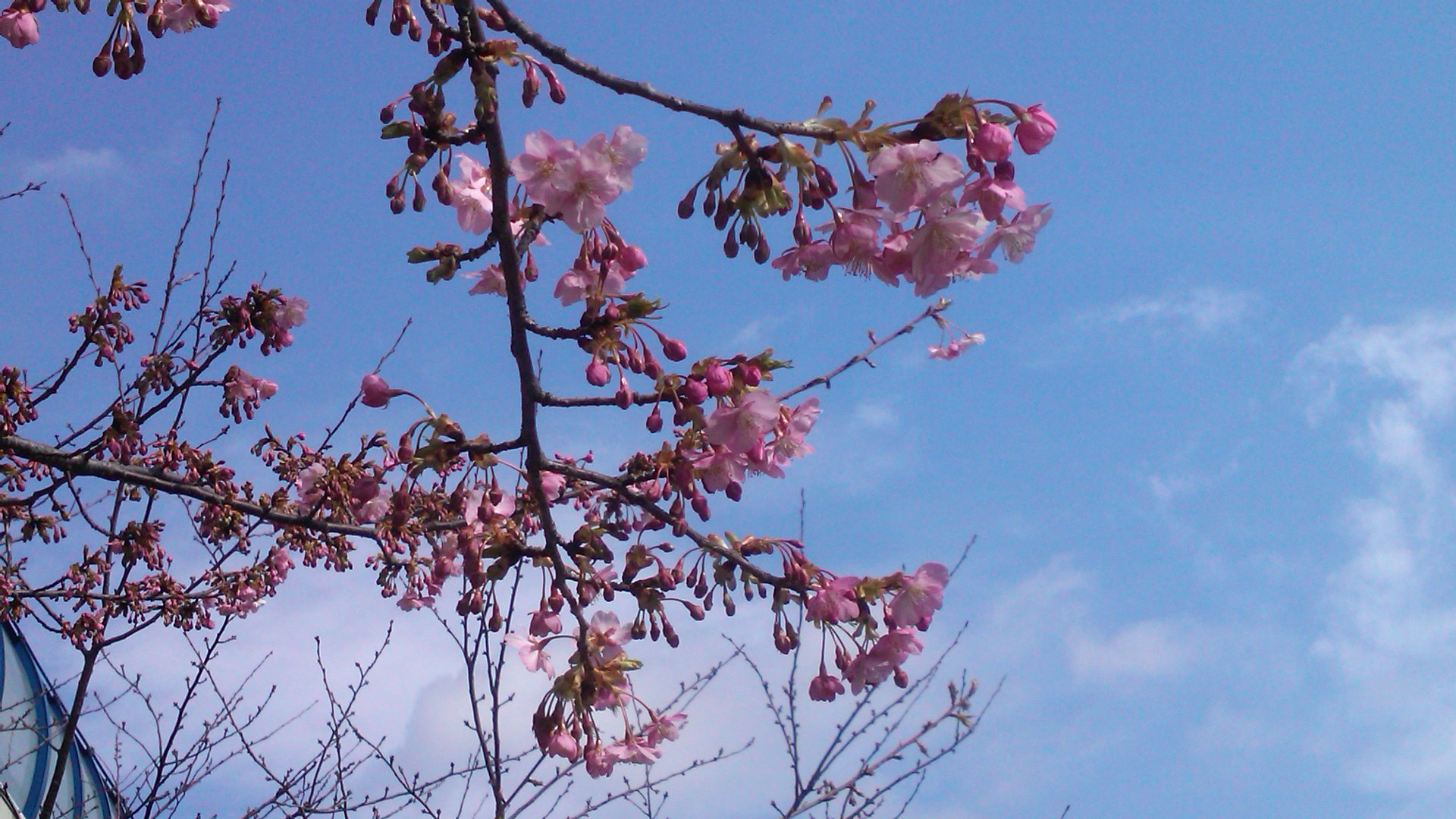 河津桜は3分咲き...ジャンバーからパーカに_b0137932_11163972.jpg