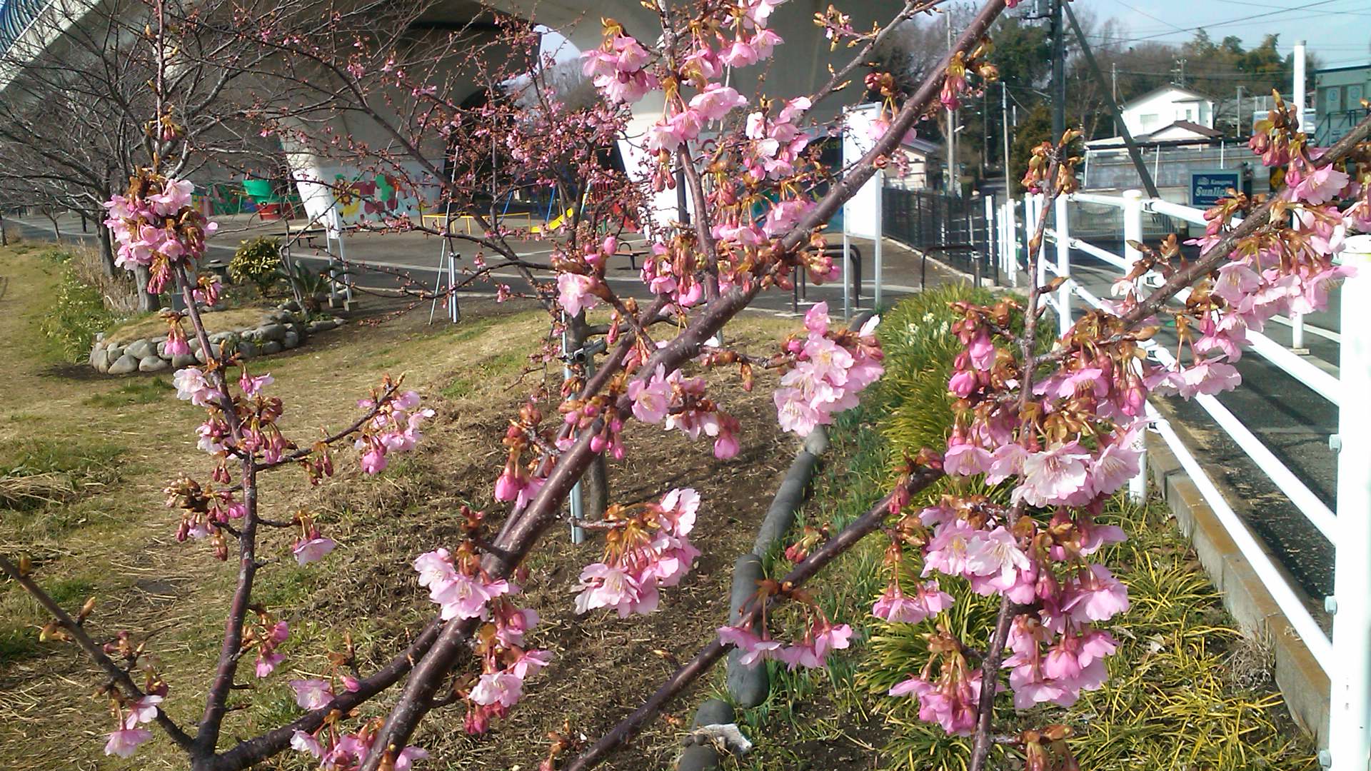 河津桜は3分咲き...ジャンバーからパーカに_b0137932_1118732.jpg