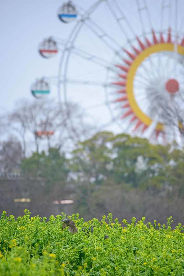 雨の動植物園（熊本市）_d0238245_13313284.jpg