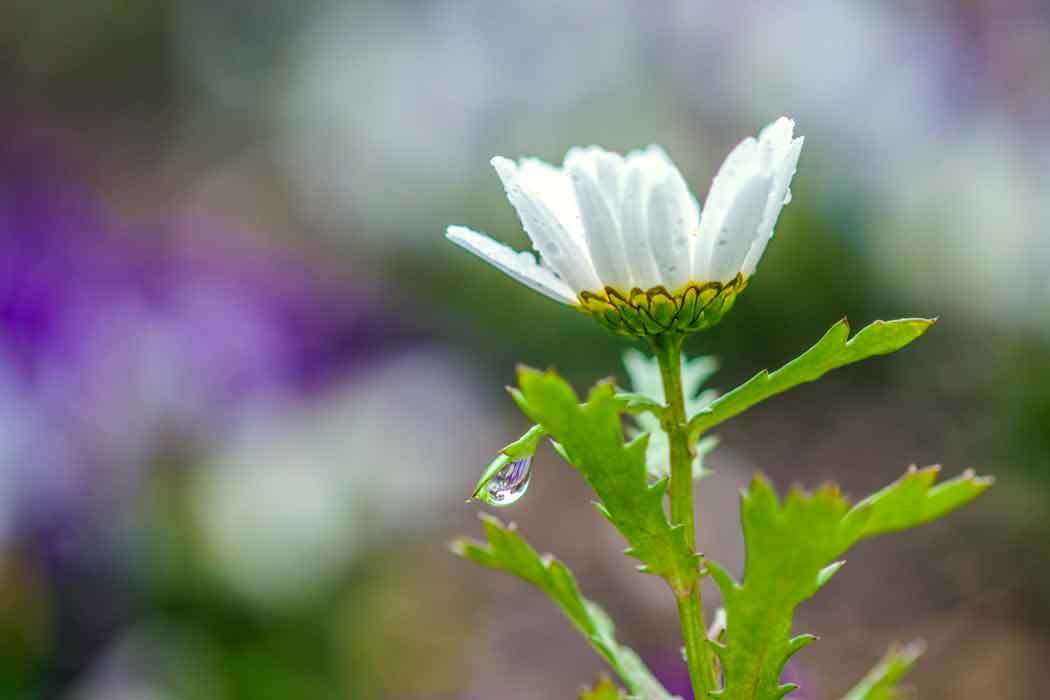 雨の動植物園（熊本市）_d0238245_13381489.jpg