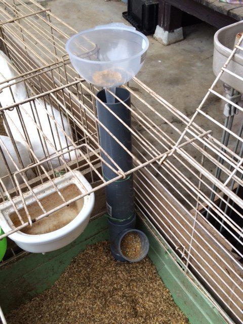 塩ビパイプで簡単鶏の餌入れ むぃむぃコケコ
