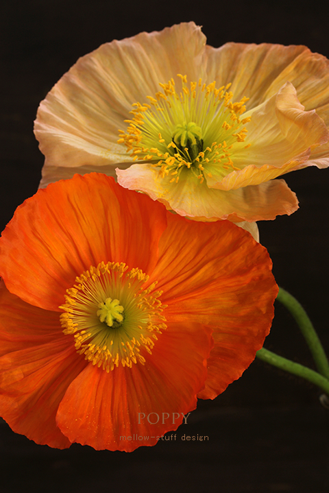 poppy_d0124248_21194079.jpg