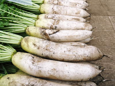 長尾ブランドの新鮮野菜!朝採りダイコン販売再スタート!!_a0254656_1784764.jpg