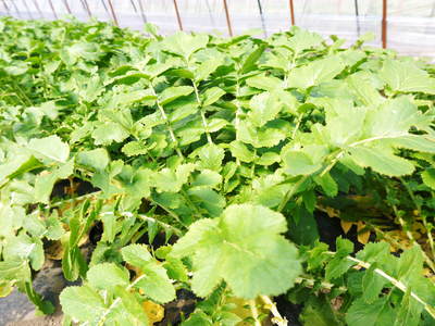 長尾ブランドの新鮮野菜!朝採りダイコン販売再スタート!!_a0254656_184505.jpg