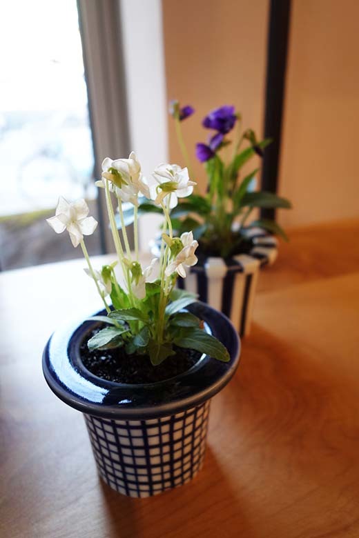 植木鉢_a0329764_16341055.jpg