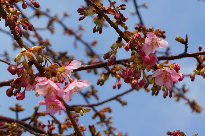 15.02.24 江戸川堤の河津桜が一分咲き～♪♪（ニャーコに首ったけ～♪・）_e0240573_16481713.jpg