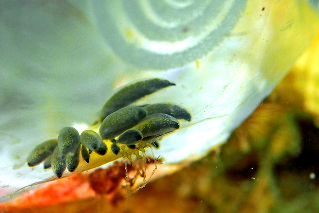2015年2月23日(月) オオアリモウミウシの産卵_b0137083_20432360.jpg