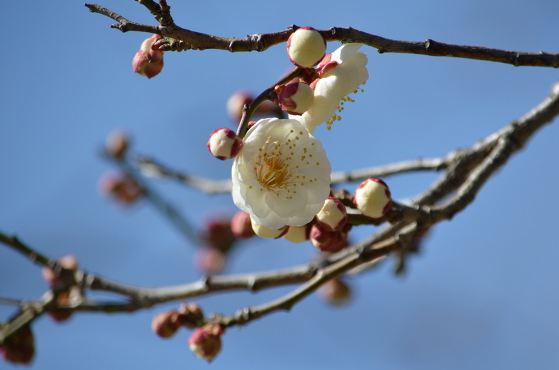 北野天満宮の梅　2015.02.23_b0154084_759549.jpg