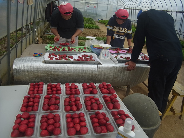 イチゴ「真紅の美鈴」　野菜の収穫作業_e0270198_1835975.jpg