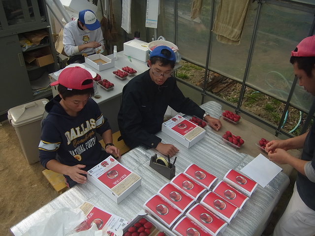 イチゴ「真紅の美鈴」　野菜の収穫作業_e0270198_185597.jpg