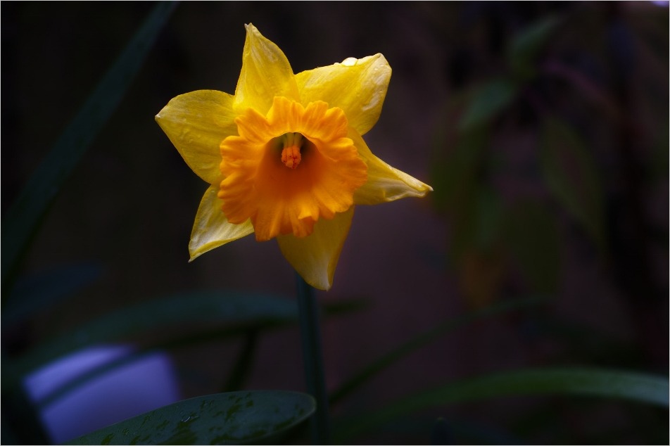 花言葉　「心遣い」（ラッパ水仙）_e0275899_10411130.jpg