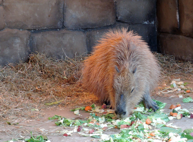 ＜伊豆高原の旅＞伊豆シャボテン公園　その１　動物編_c0218900_22053688.jpg