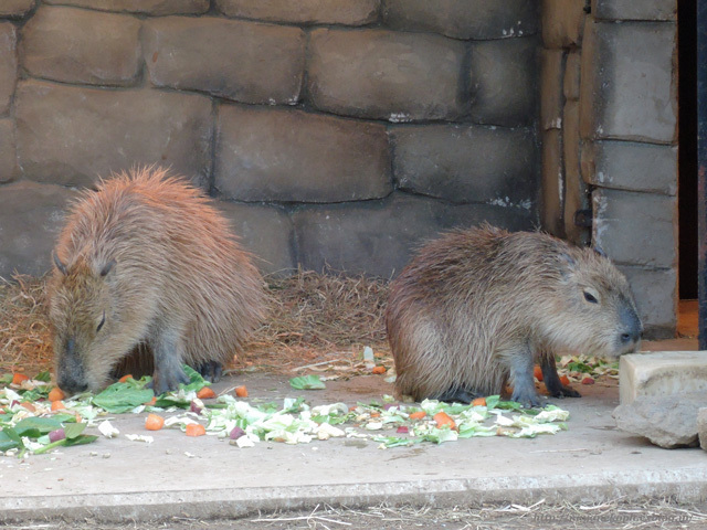 ＜伊豆高原の旅＞伊豆シャボテン公園　その１　動物編_c0218900_22063049.jpg