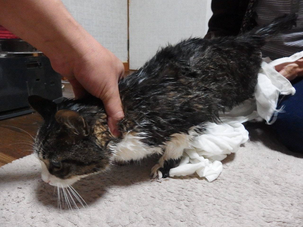 【猫】捕獲後の儀式_f0141609_0281050.jpg