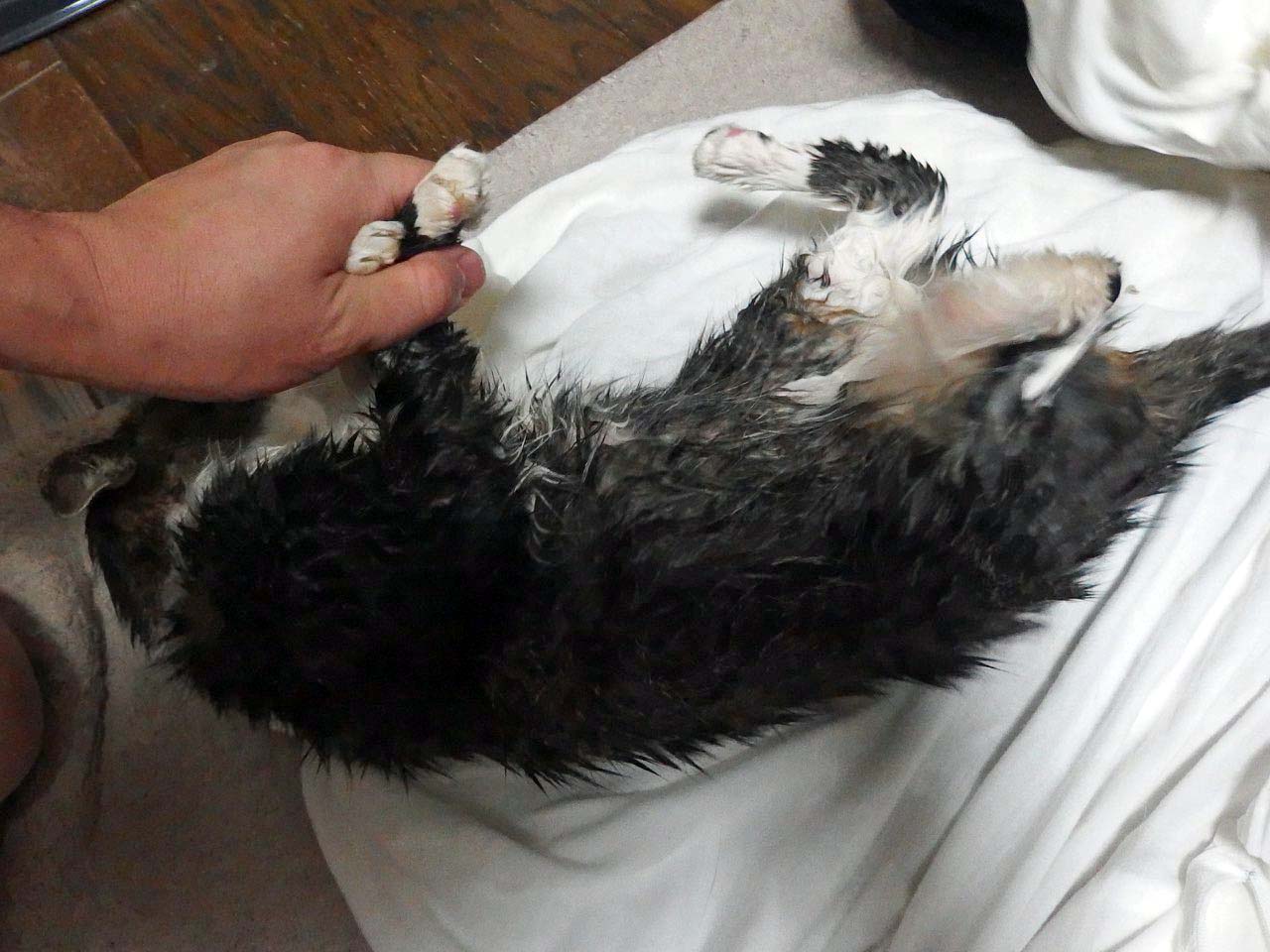 【猫】捕獲後の儀式_f0141609_0281188.jpg