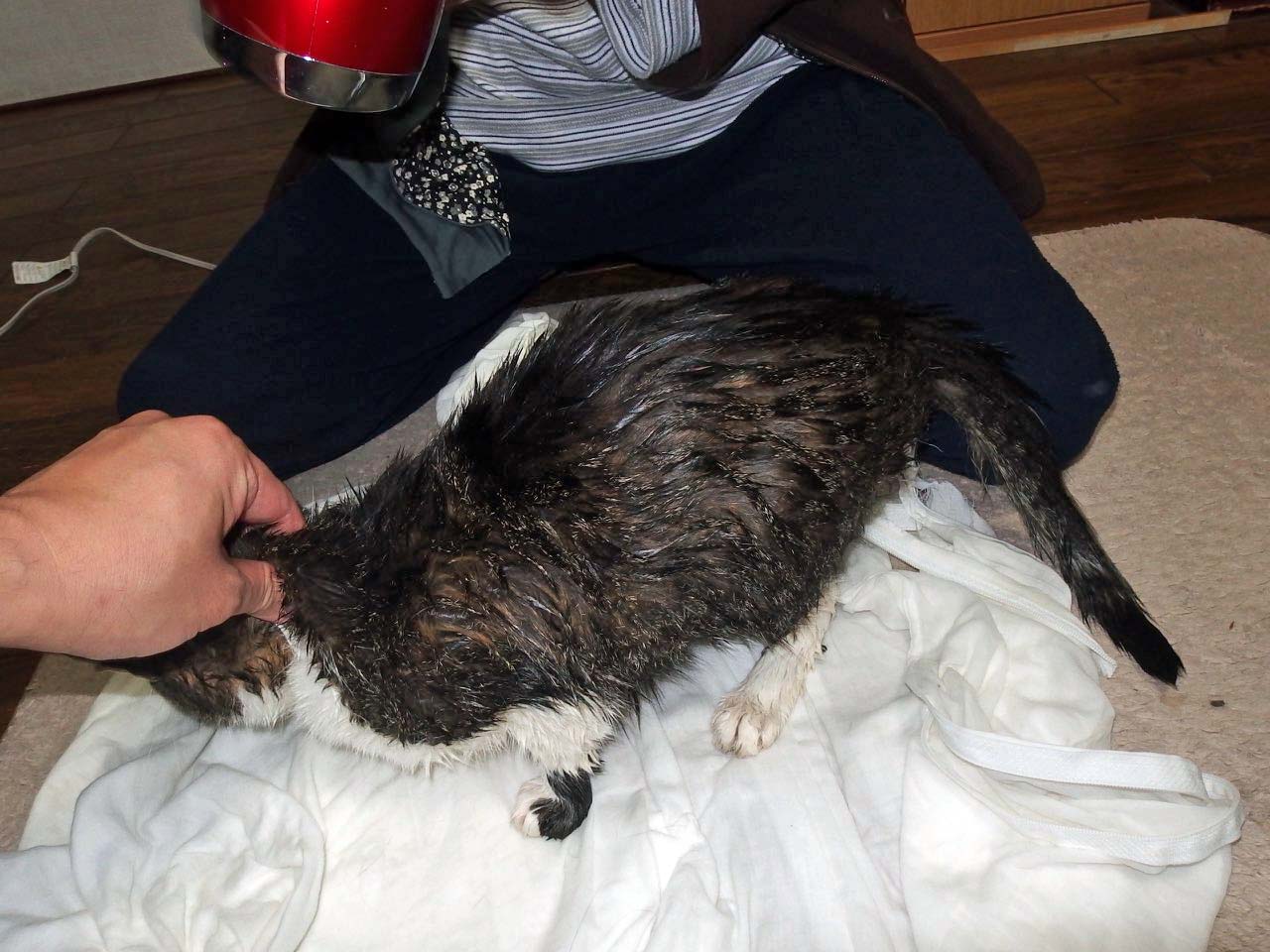 【猫】捕獲後の儀式_f0141609_0281363.jpg