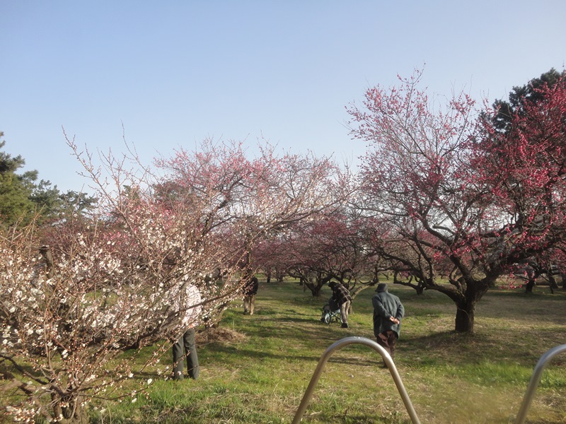 今治市綱敷天満宮梅林公園・志島ヶ原梅園2015…2015/2/24_f0231709_208594.jpg