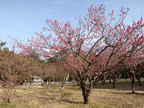 梅が始まった 京都御苑_e0048413_21281227.jpg