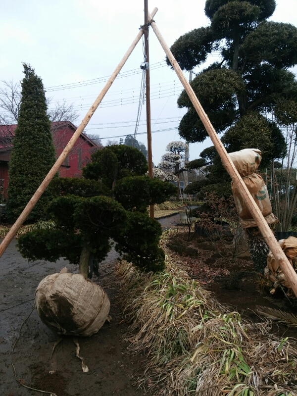 f0329515_12304450.jpg