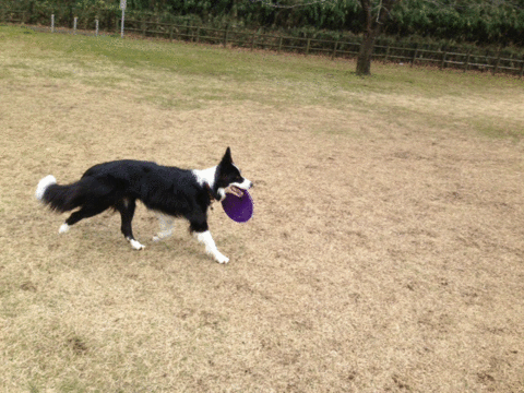 a0232619_1658839.gif