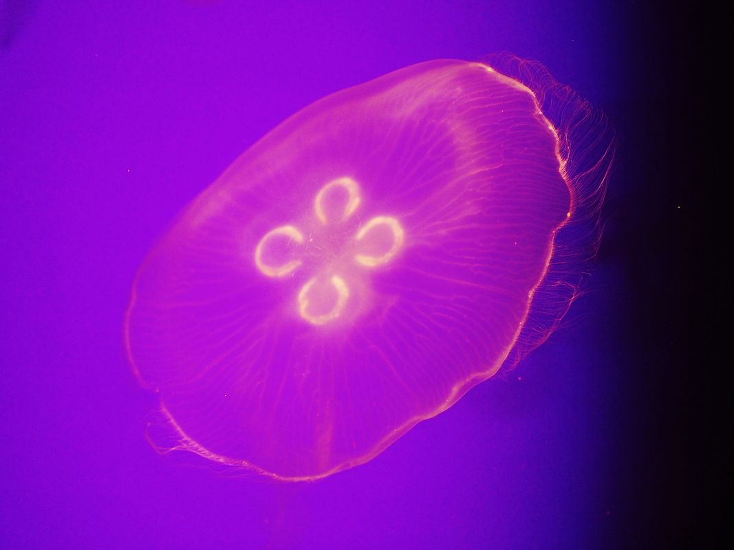 ミズクラゲ（水海月！Moon Jelly！）・・・葛西臨海水族園_a0031821_20371737.jpg