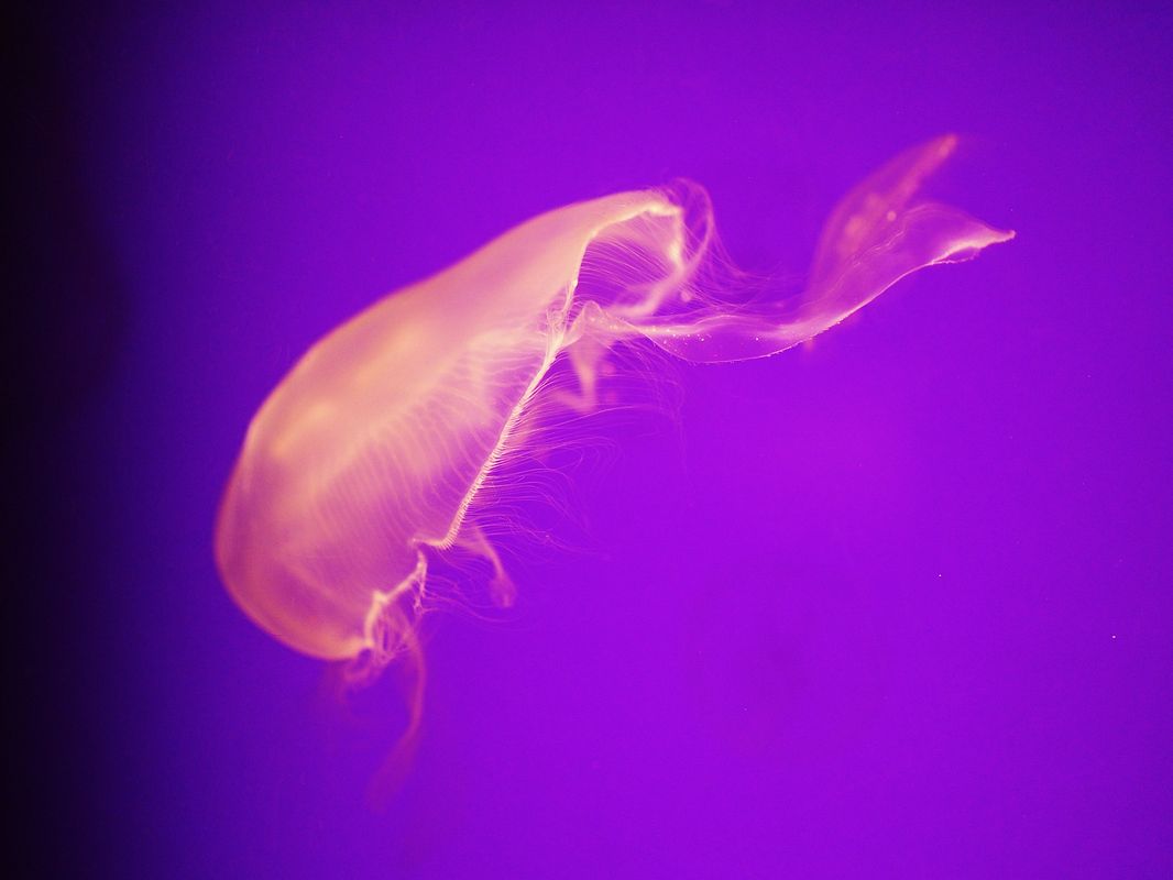 ミズクラゲ（水海月！Moon Jelly！）・・・葛西臨海水族園_a0031821_20373462.jpg