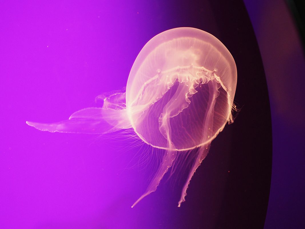 ミズクラゲ（水海月！Moon Jelly！）・・・葛西臨海水族園_a0031821_20374828.jpg