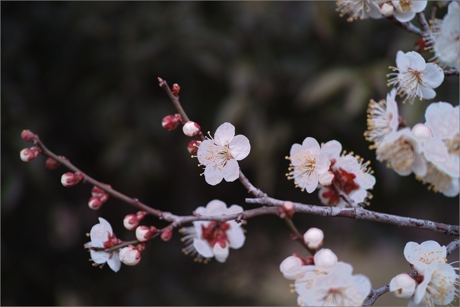 白梅もようやく開花_b0338222_23512800.jpg