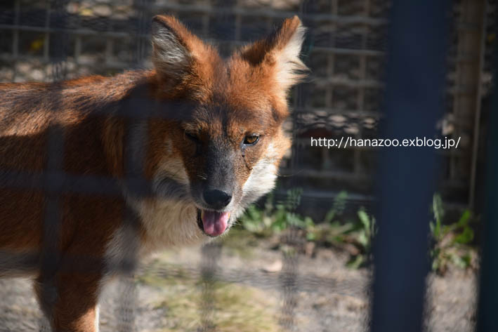 徳山動物園のイヌ科たち 今日ものんびり動物園 徳山動物園のイヌ科たち 今日ものんびり動物園