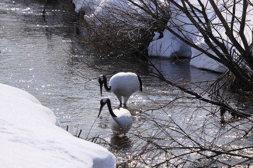 釧路湿原ぶらり旅 2月24日_f0113639_2061294.jpg