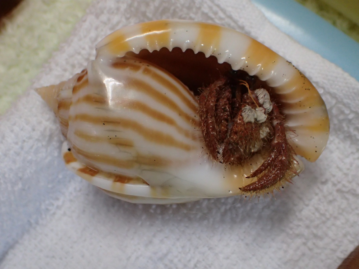 打ち上げ貝殻拾い Beachmollusc ひむかのハマグリ