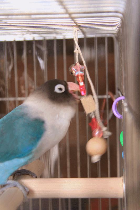 c0145250_15242026.gif