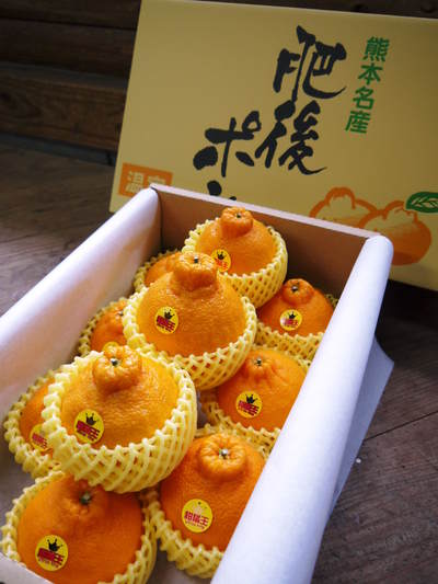 デコポン(肥後ポン) 熊本限定栽培!!樹上完熟デコポン「ひのゆたか」 最旬!大好評発売中!!_a0254656_1873567.jpg