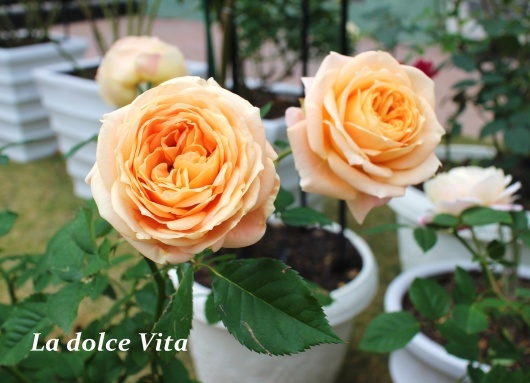 我が家の薔薇たち ラドルチェヴィータ La Rose 薔薇の庭