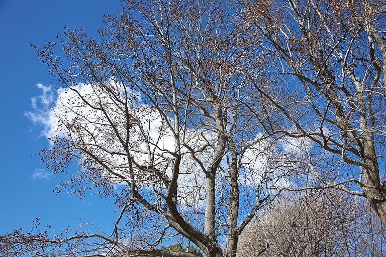 鎌倉　大船フラワーセンター（２月２０日）_c0057265_252137.jpg