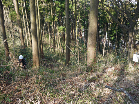 着々と４月４日の花見の準備：六国見山２月定例手入れ_c0014967_8573790.jpg