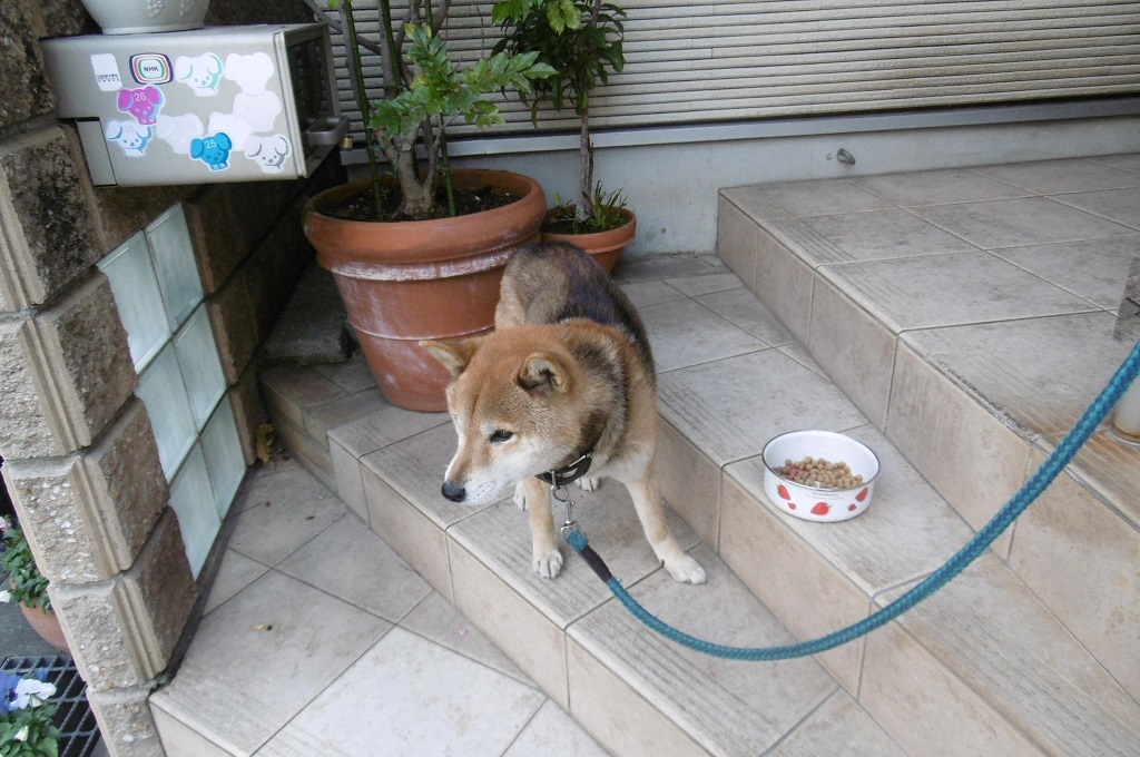 最近元気がなかったポポンタ_f0205367_17012644.jpg