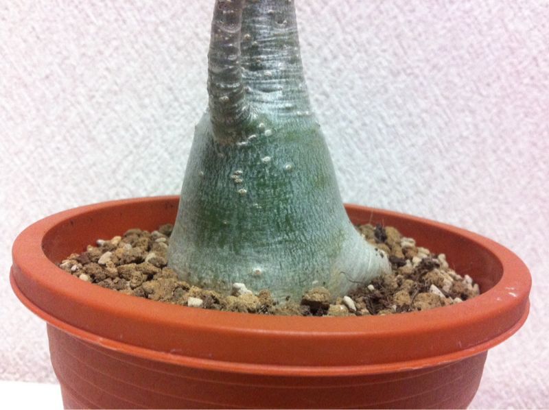 中東より アデニウム アラビカム サイキック迷子