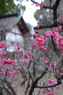 萩原神社　梅の花　②_c0229483_9294584.jpg