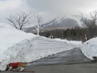 f0205887_1745124.gif
