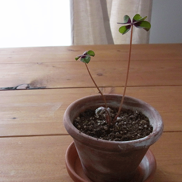 c0216405_1024245.gif