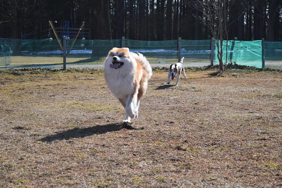 犬っこ祭り！からの～那須！_b0285010_1474479.jpg