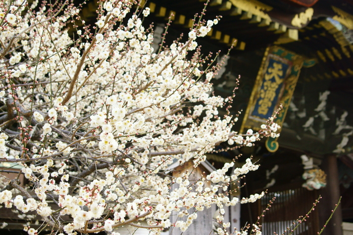 北野天満宮　梅花祭野点大茶湯_e0177413_21484392.jpg