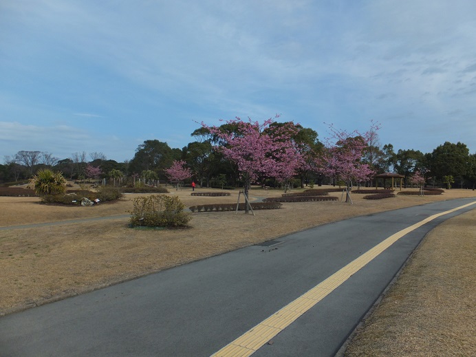 二週間でもう満開の川津桜_a0126618_22105792.jpg