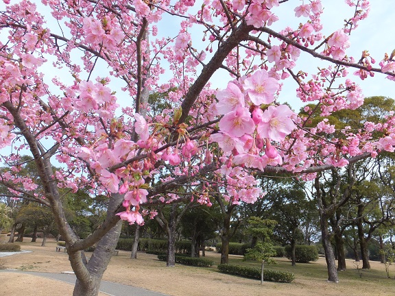 二週間でもう満開の川津桜_a0126618_22183051.jpg