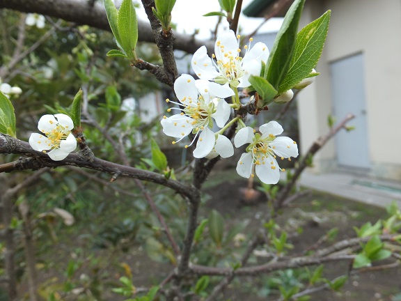 二週間でもう満開の川津桜_a0126618_22274135.jpg