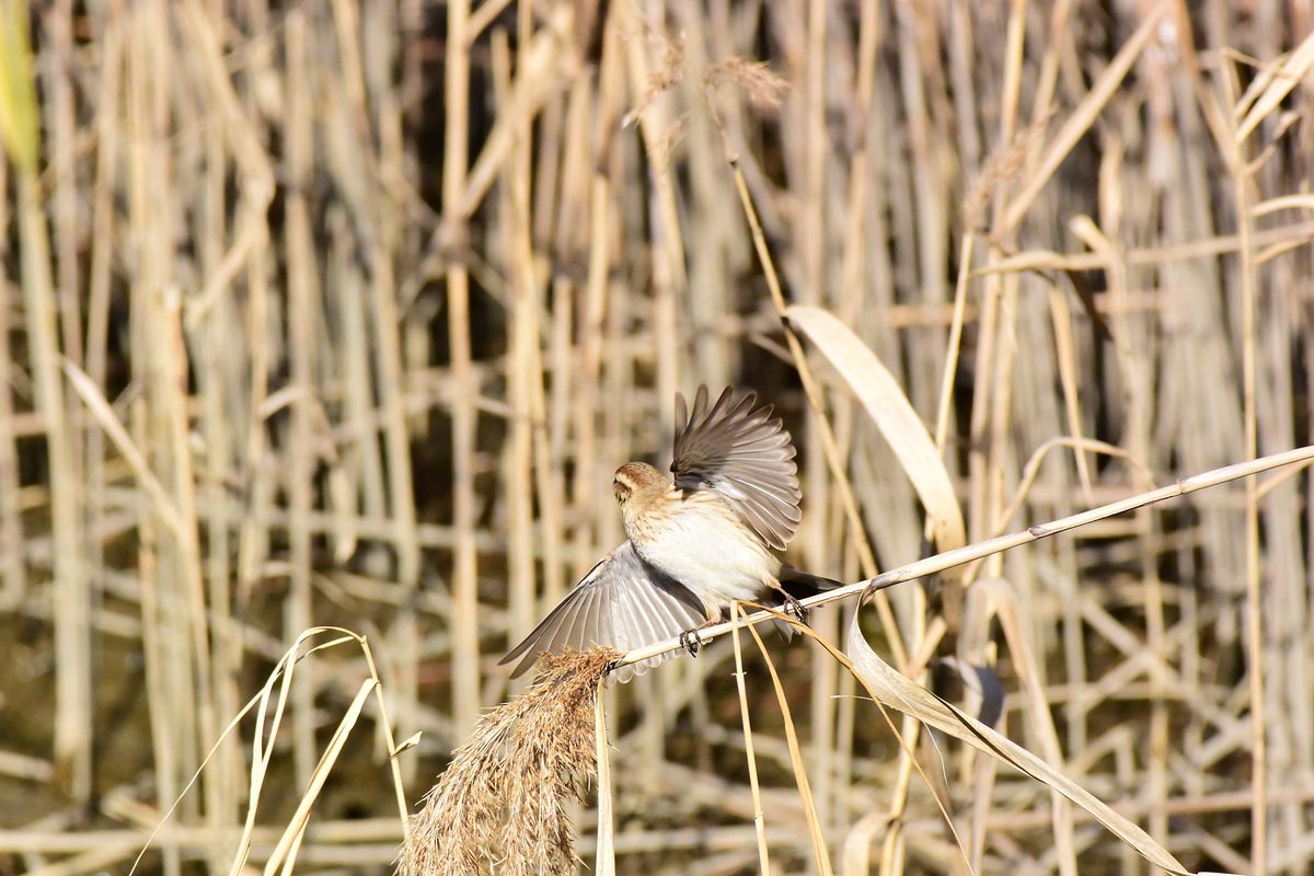 オオジュリン(Reed bunting)の可愛いさよ♪・・・葛西臨海公園_a0031821_20352671.jpg