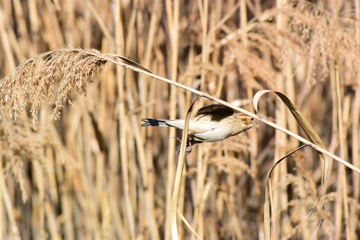 オオジュリン(Reed bunting)の可愛いさよ♪・・・葛西臨海公園_a0031821_20472355.jpg