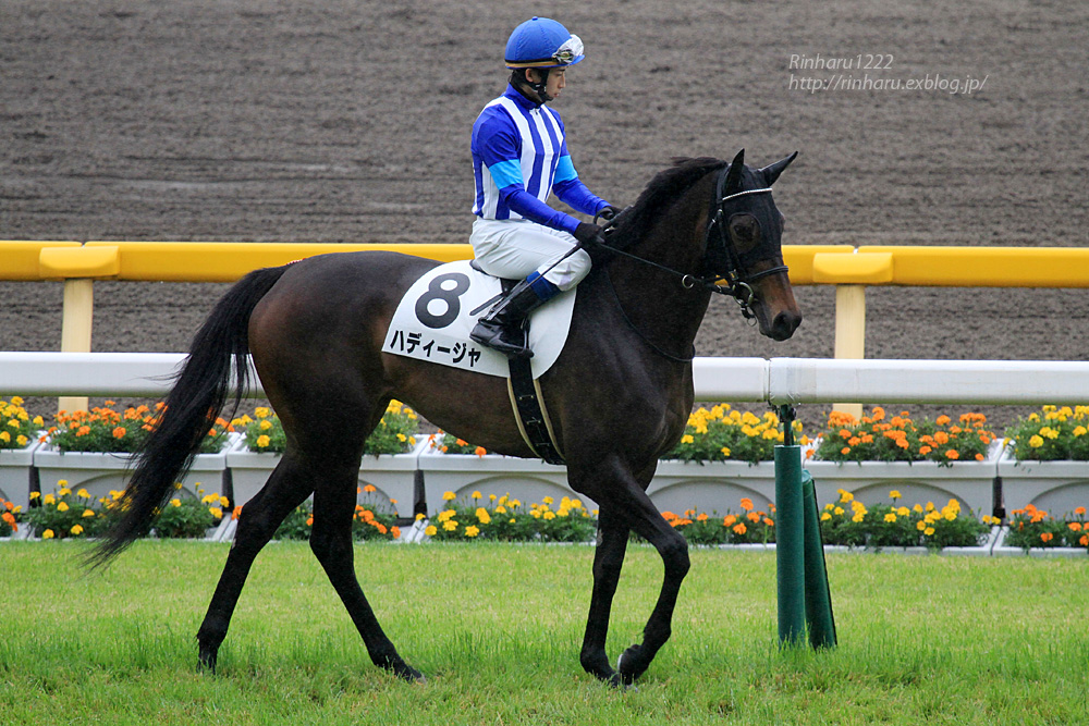 2014.6.8 東京競馬場☆ハディージャ【Thoroughbred】_f0250322_2219013.jpg